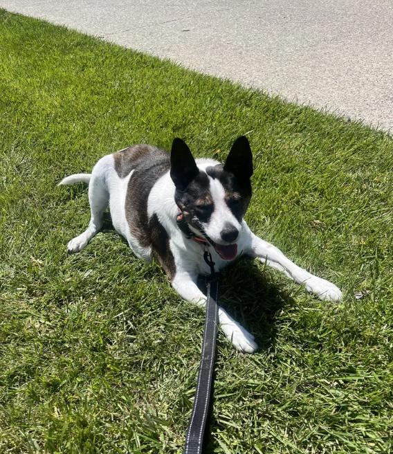 Spot, a ADOPTABLE mixed breed in Davis, CA image 2/6