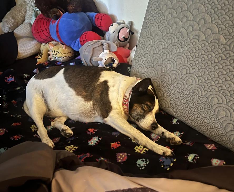 Spot, a ADOPTABLE mixed breed in Davis, CA image 4/6