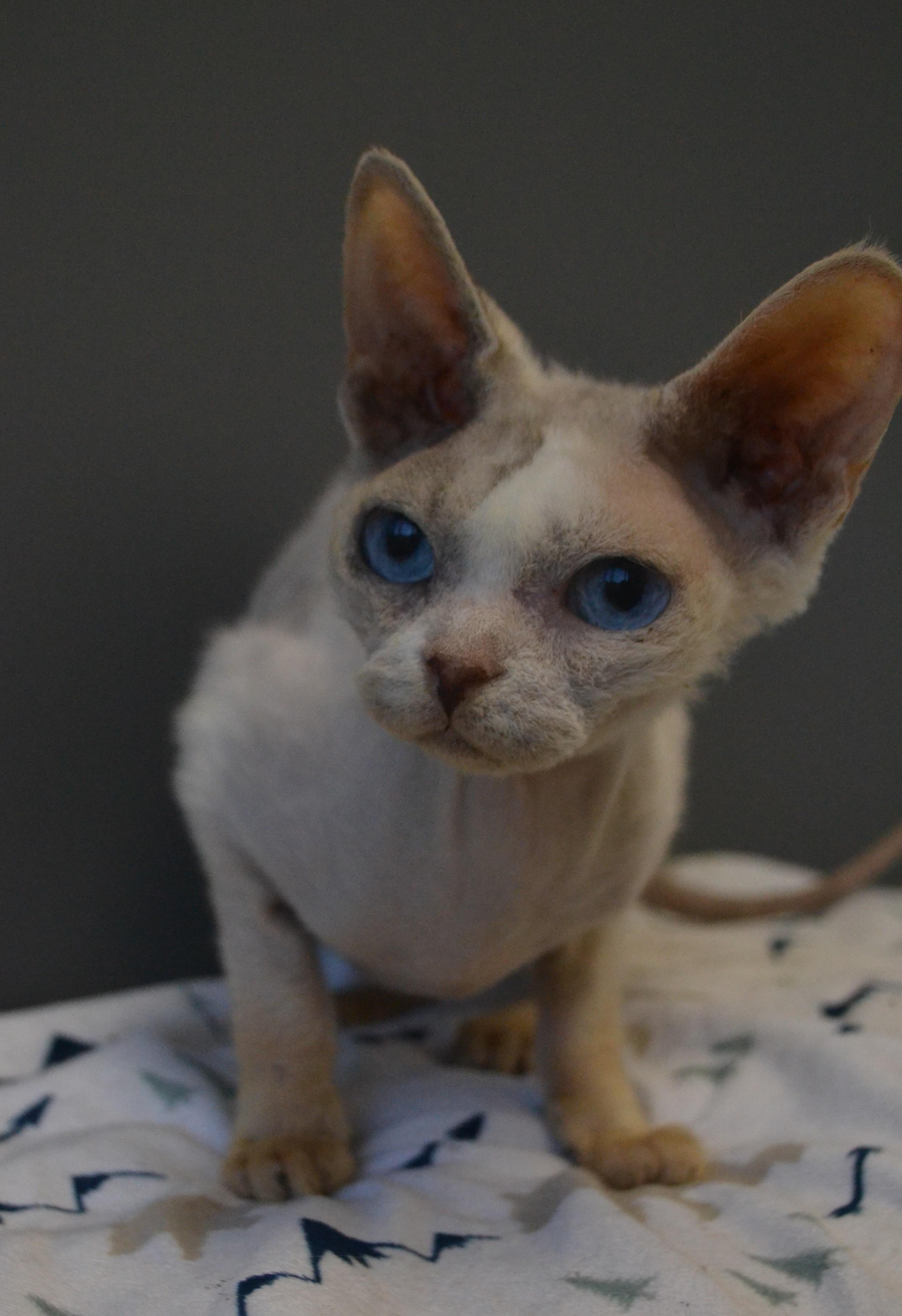 Enlarge Nébula, an adopted Devon Rex in Anjou, QC image 2/4