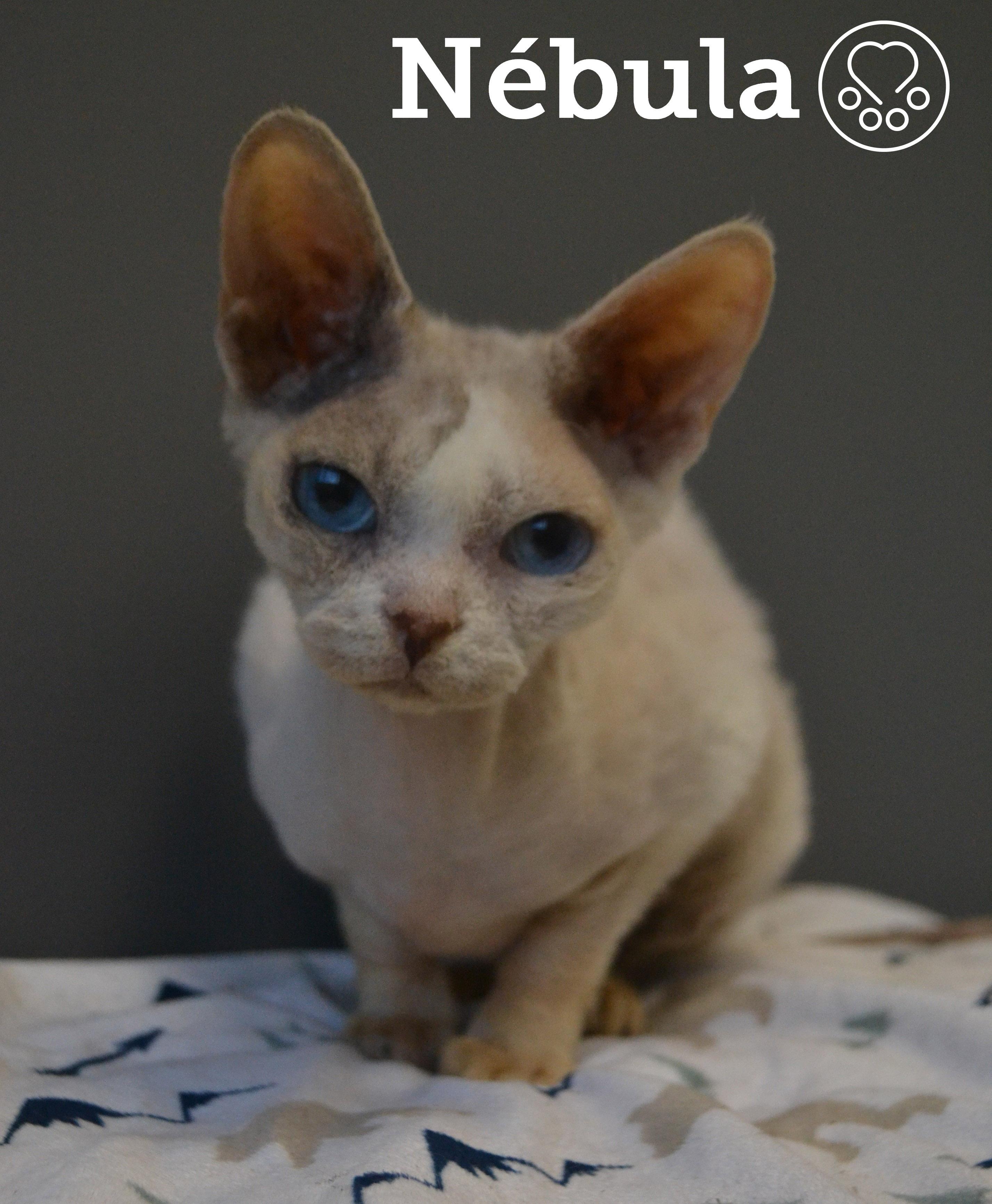 Enlarge Nébula, an adopted Devon Rex in Anjou, QC image 1/4