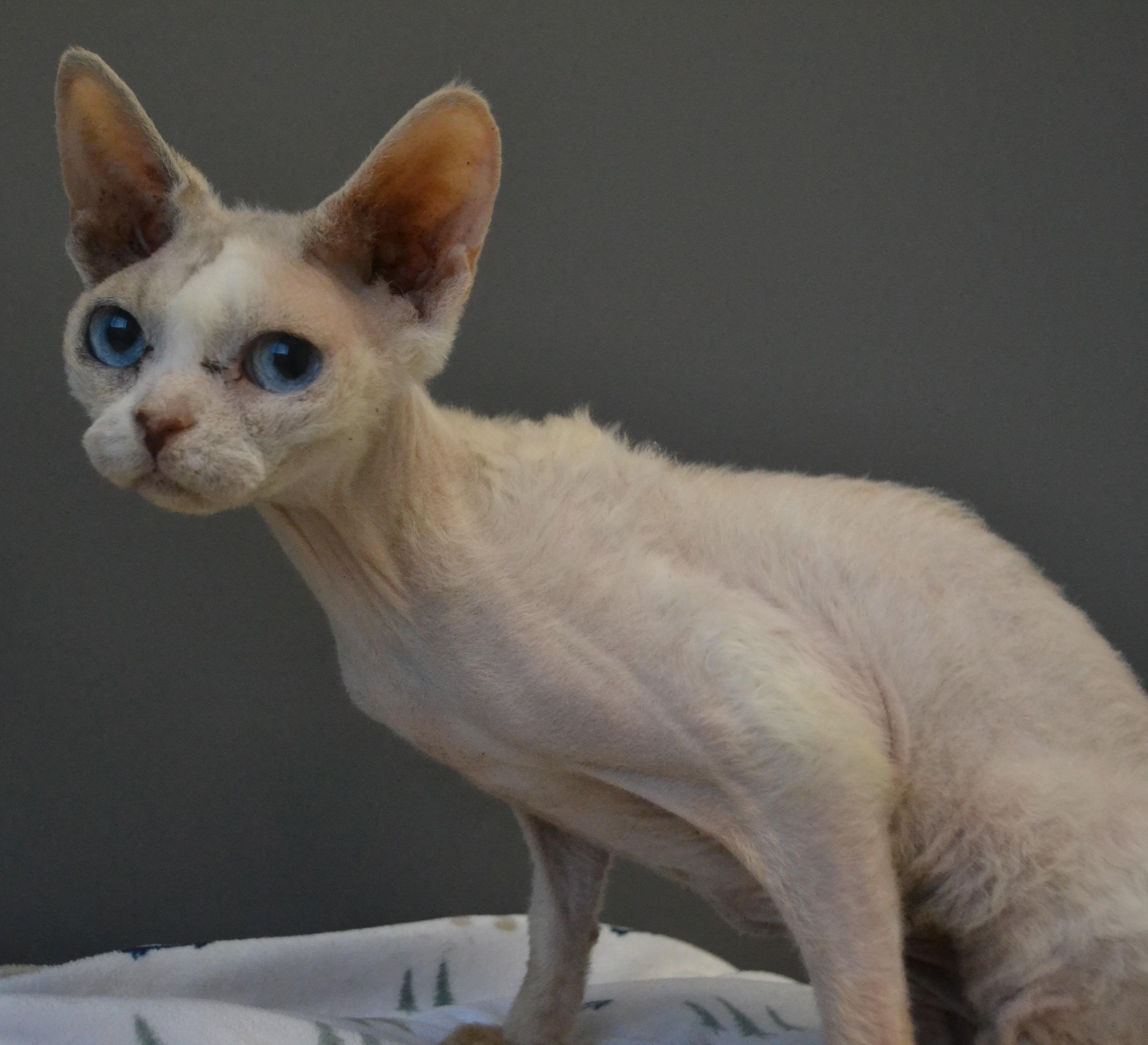 Enlarge Nébula, an adopted Devon Rex in Anjou, QC image 4/4