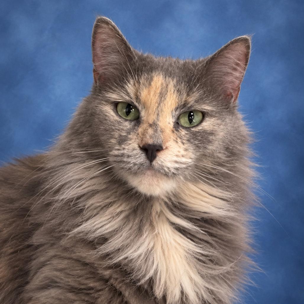 Bell 16- Luisa, Adoptable, Adult Female Domestic Short Hair.