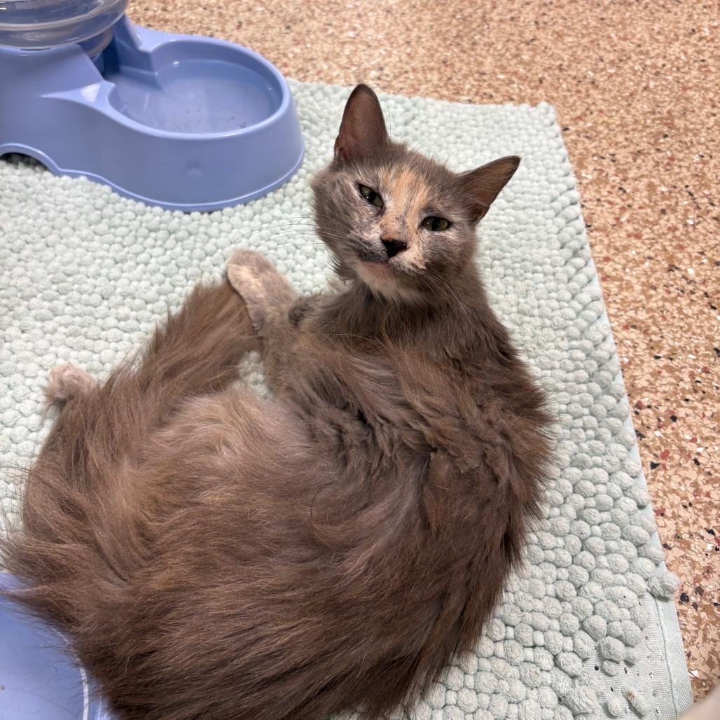 Enlarge Bell 16- Luisa, a Adoptable Domestic Short Hair in Donalsonville, GA image 1/2