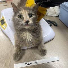 Enlarge Bell 16- Luisa, a Adoptable Domestic Short Hair in Donalsonville, GA image 2/2