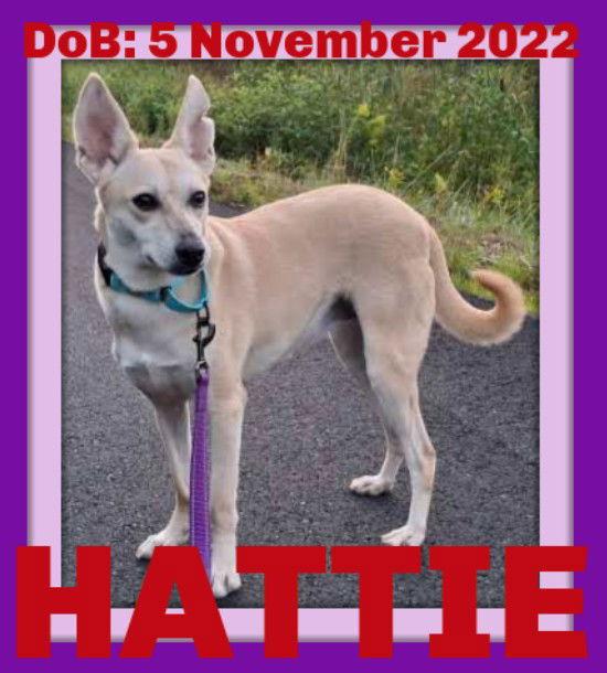 HATTIE - $350, Adoptable, Adult Female Whippet & Saluki.