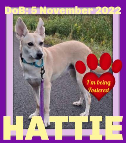 HATTIE - $350, Adoptable, Adult Female Whippet & Saluki.