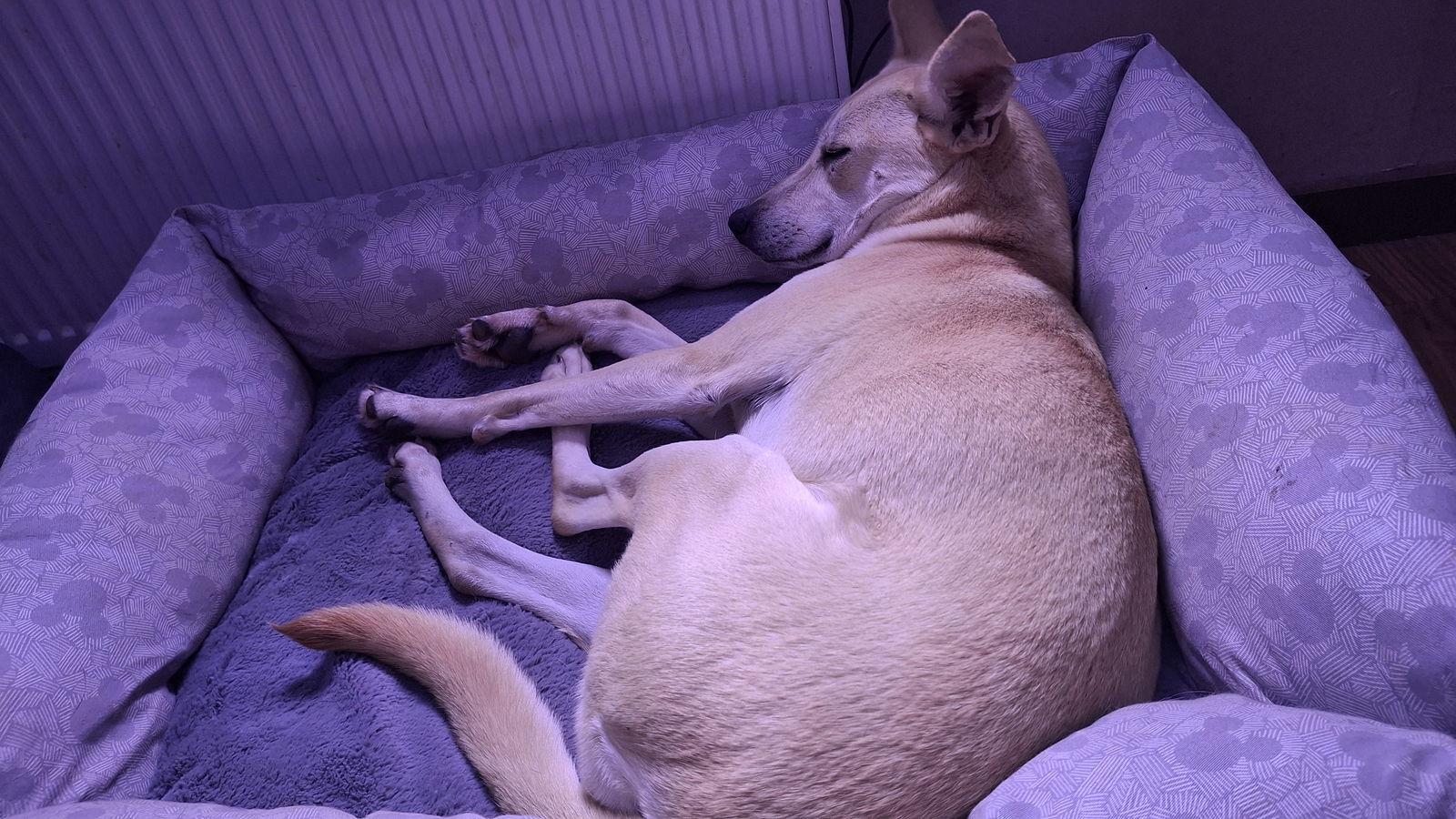 HATTIE - $350, Adoptable, Adult Female Whippet & Saluki.