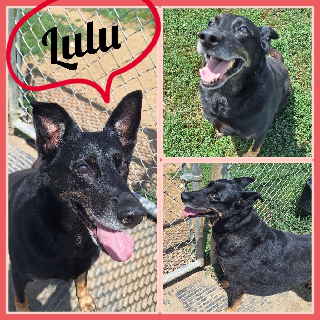 Lulu, a Adoptable mixed breed in Pierceton, IN image 1/2