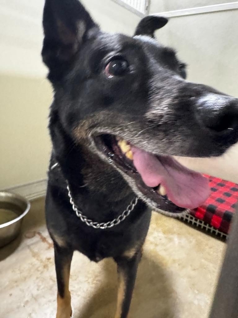 Lulu, a Adoptable mixed breed in Pierceton, IN image 2/2