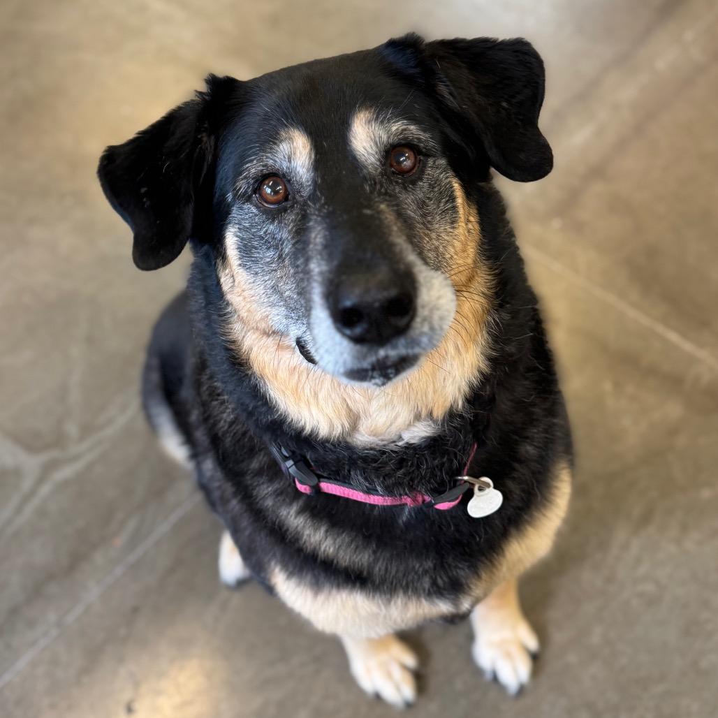 Enlarge Raven, a Adoptable Mixed Breed in Mankato, MN image 1/3