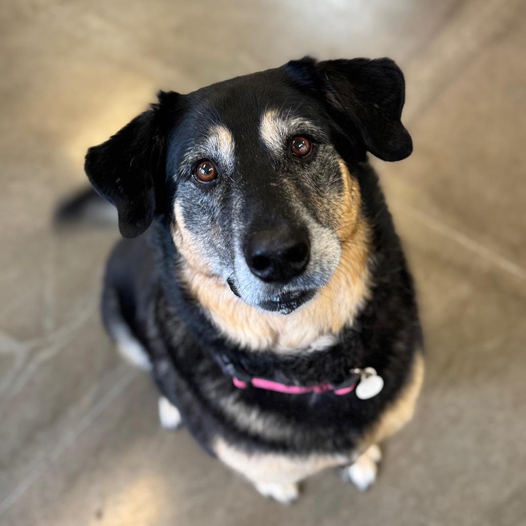 Enlarge Raven, a Adoptable Mixed Breed in Mankato, MN image 2/3