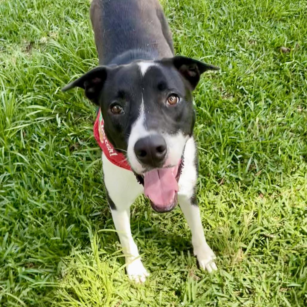 Cookie, Adoptable, Adult Female Labrador Retriever & Mixed Breed.