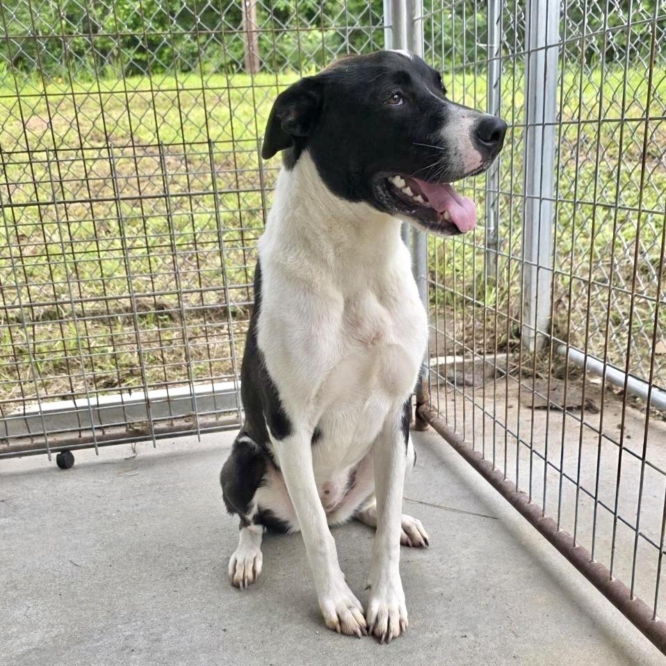 Enlarge Cookie, a Adoptable mixed breed in Livingston, TX image 2/6