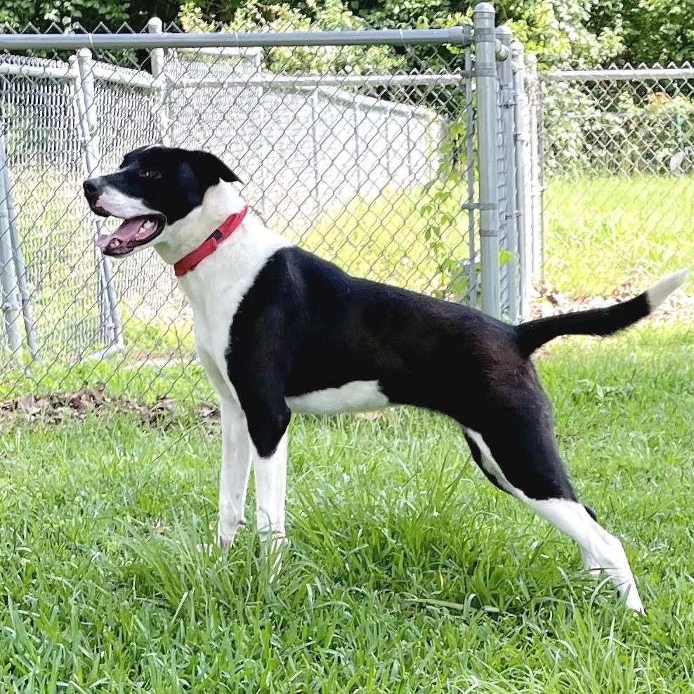 Enlarge Cookie, a Adoptable mixed breed in Livingston, TX image 3/6