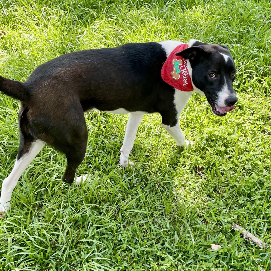 Enlarge Cookie, a Adoptable mixed breed in Livingston, TX image 4/6