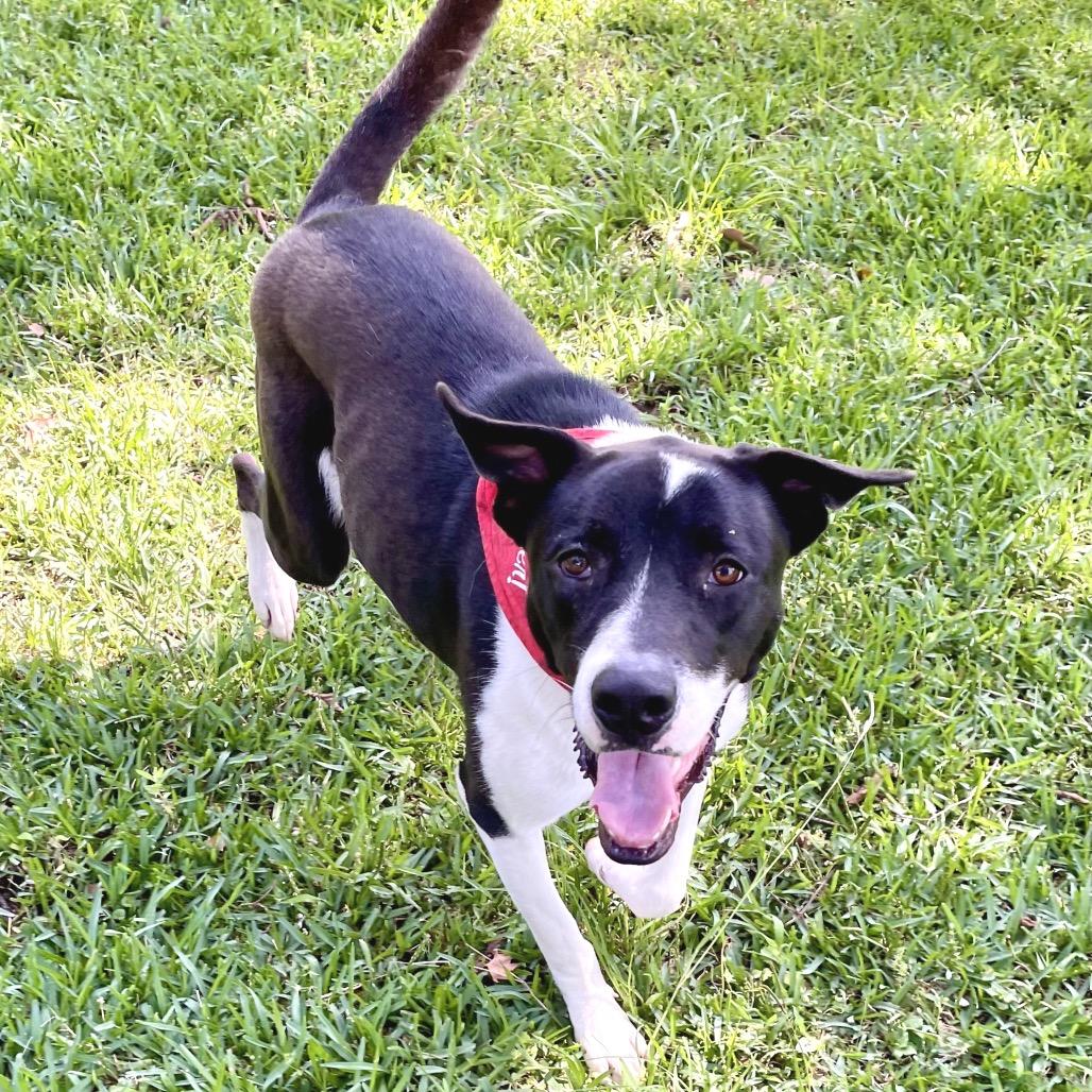 Enlarge Cookie, a Adoptable mixed breed in Livingston, TX image 5/6