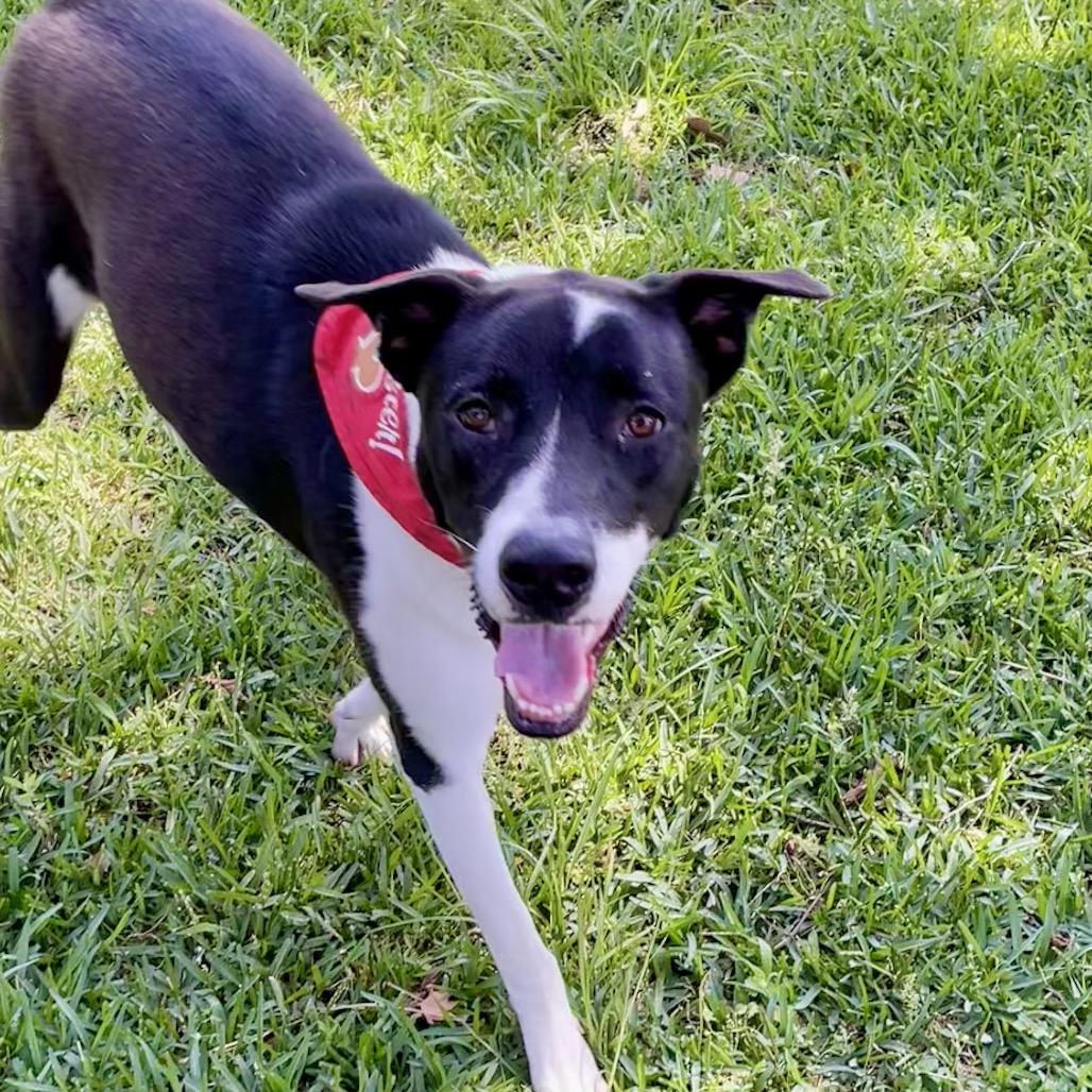 Enlarge Cookie, a Adoptable mixed breed in Livingston, TX image 6/6