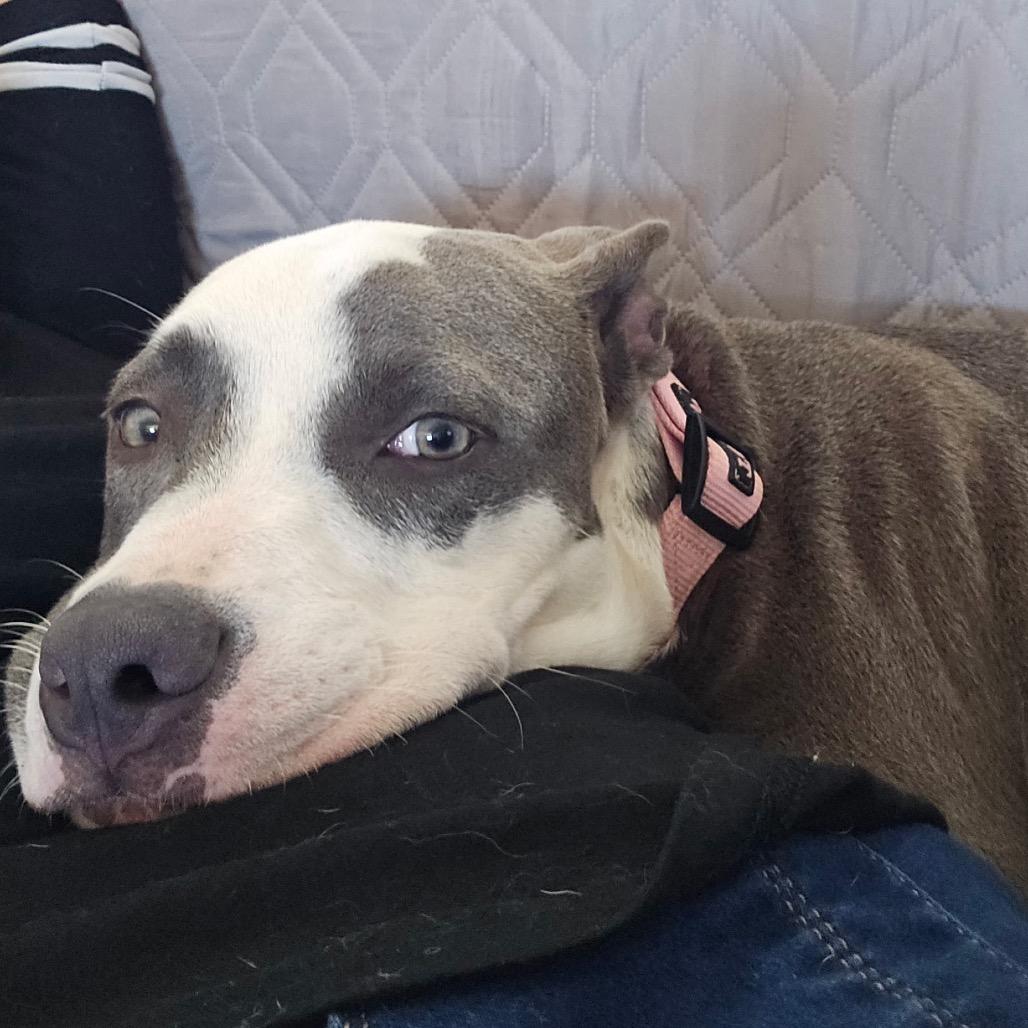 Jasmine, Adoptable, Young Female American Bulldog & Pit Bull Terrier.
