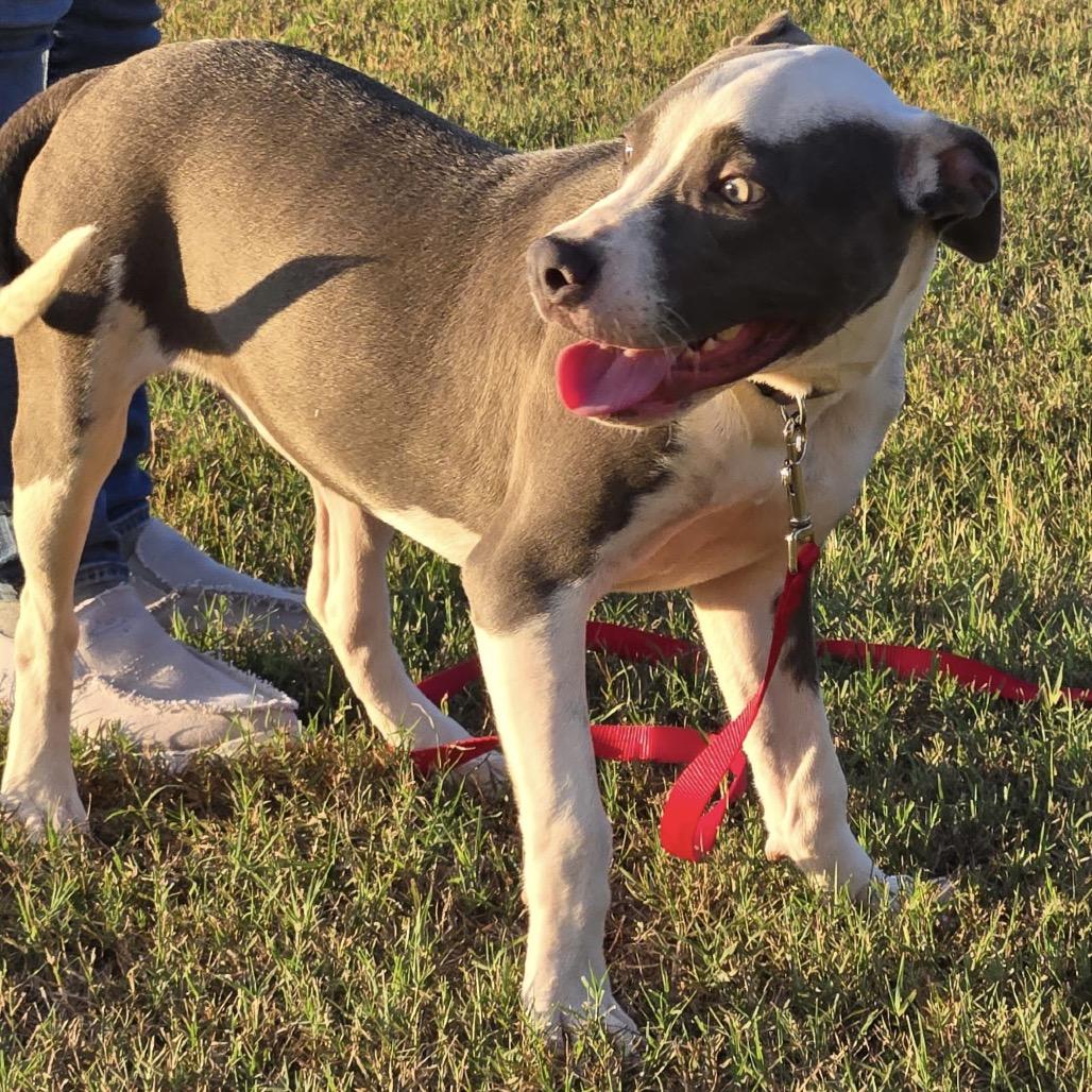 Enlarge Jasmine, a Adoptable mixed breed in Enterprise, AL image 2/2