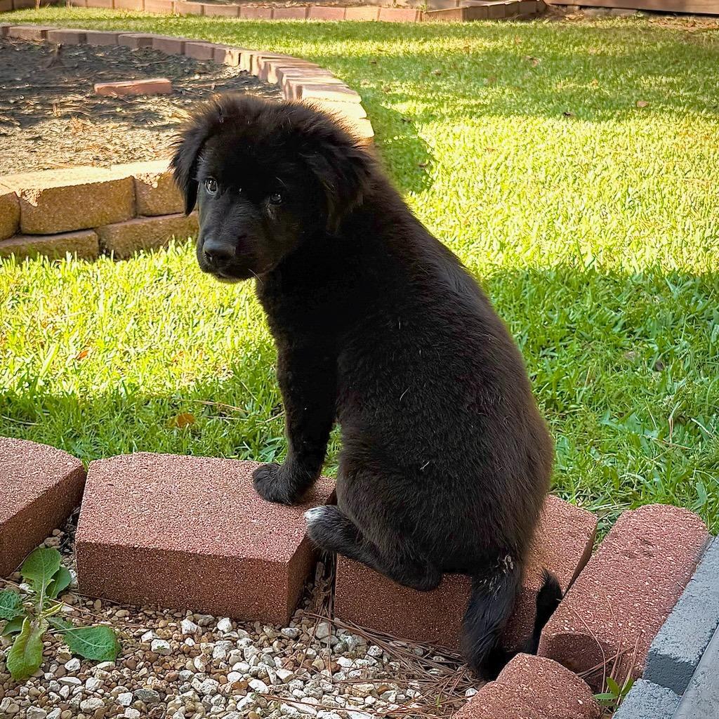 Harry, Adoptable, Puppy Male Great Pyrenees.
