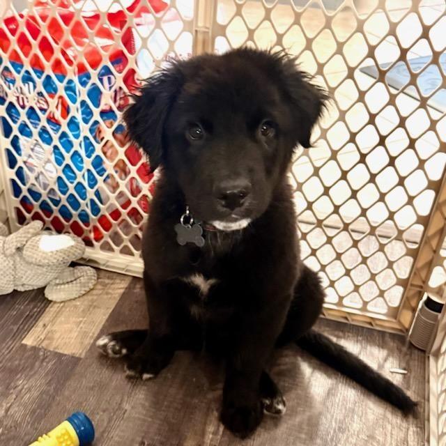 Enlarge Harry, a Adoptable mixed breed in Houston, TX image 2/6