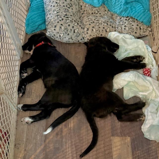 Harry, Adoptable, Puppy Male Great Pyrenees.