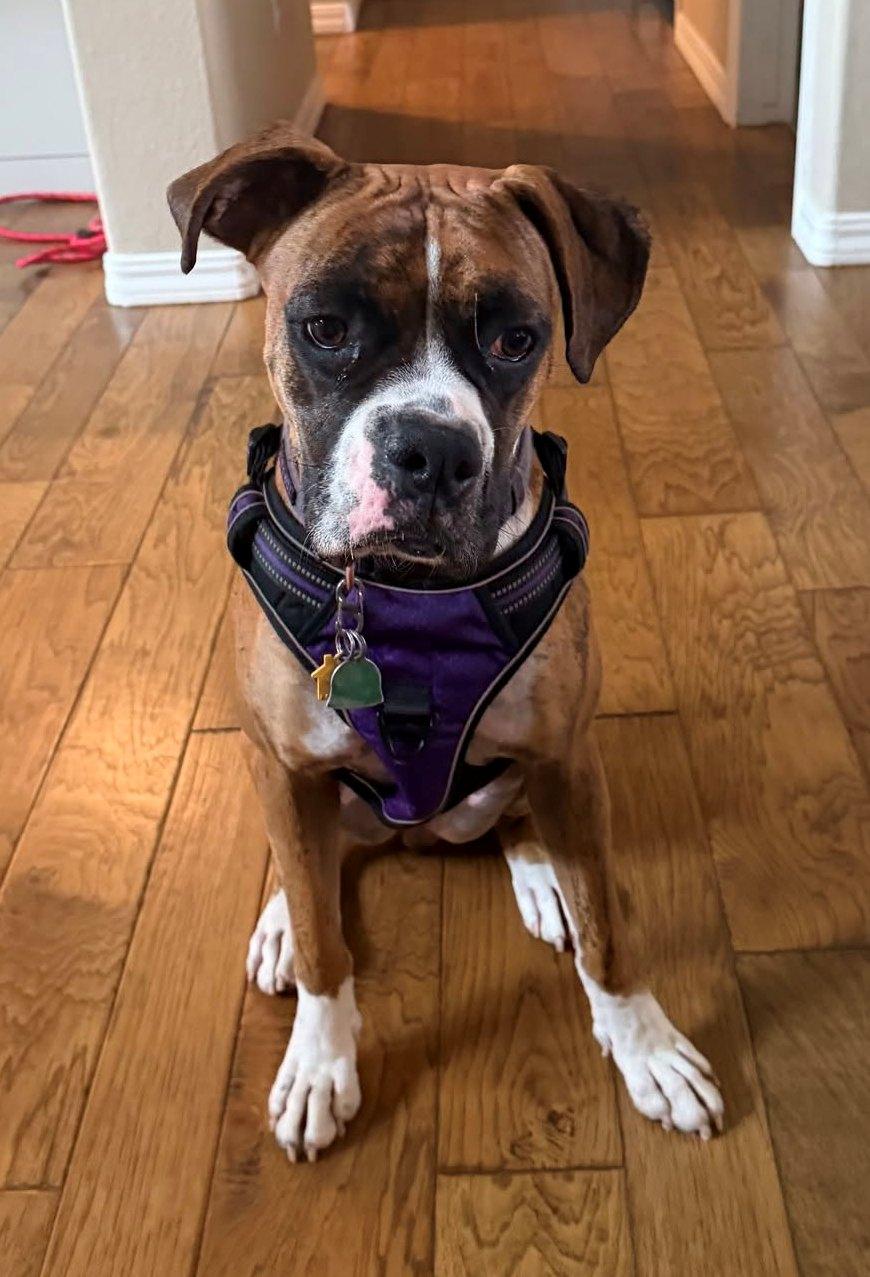 Doja, Adopted, Adult Female Boxer.