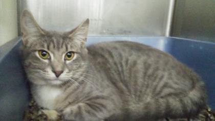Meatball Tango (With Cam Cannon), Adult Male Domestic Short Hair