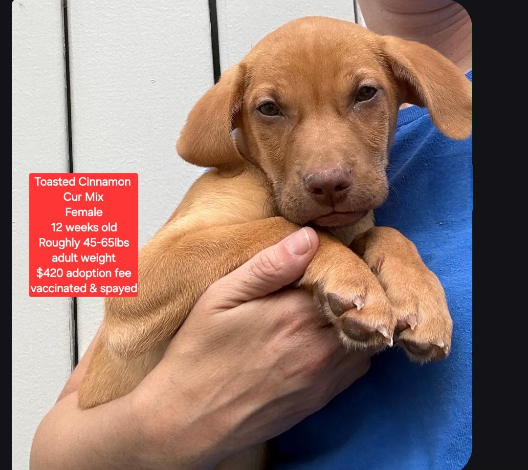 Enlarge Toasted Cinnamon , a ADOPTABLE mixed breed in Oviedo, FL image 1/1