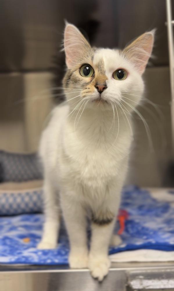 Angel, Adoptable, Adult Female Domestic Long Hair.