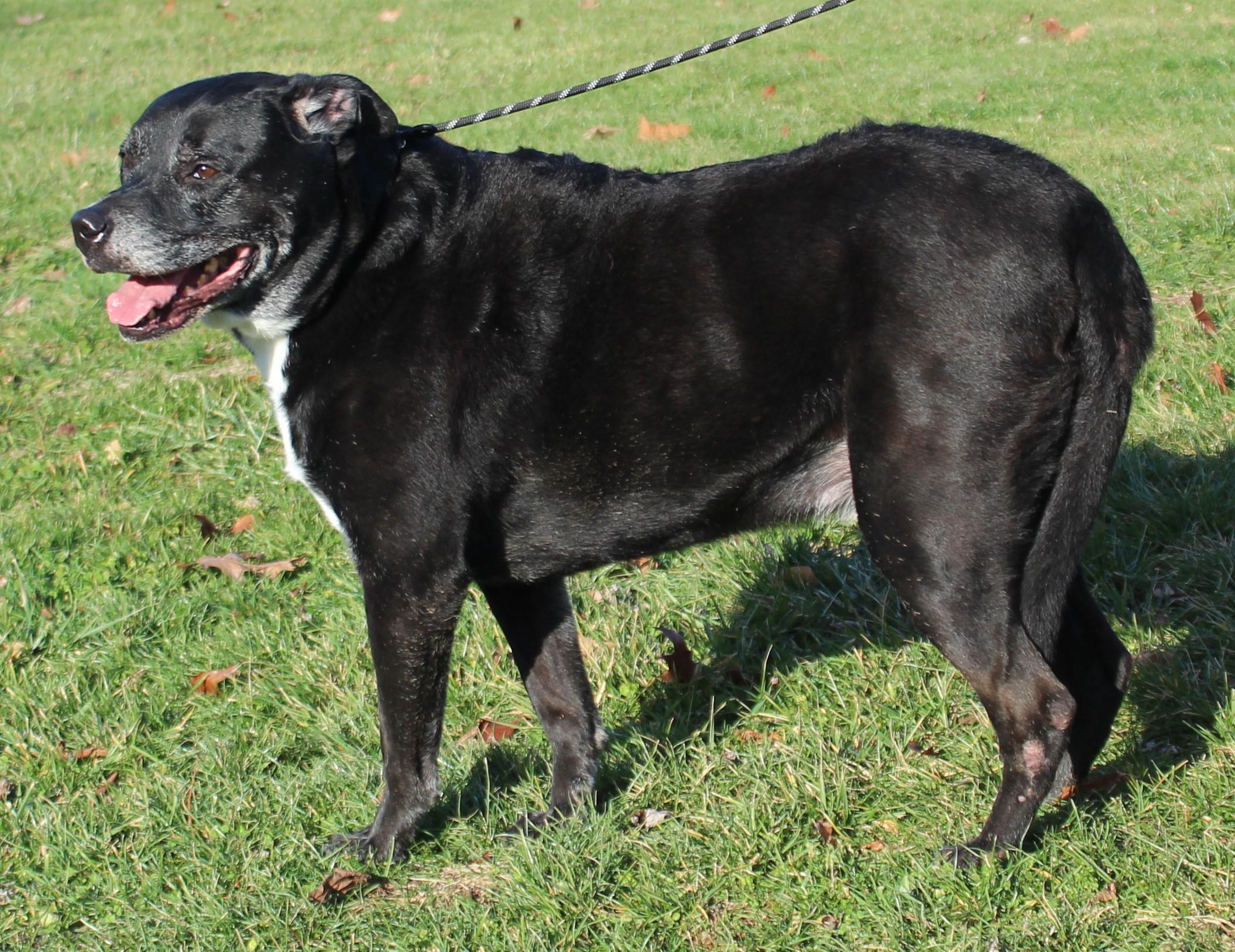 Buddy (10046), ADOPTABLE, Senior Male Labrador Retriever.