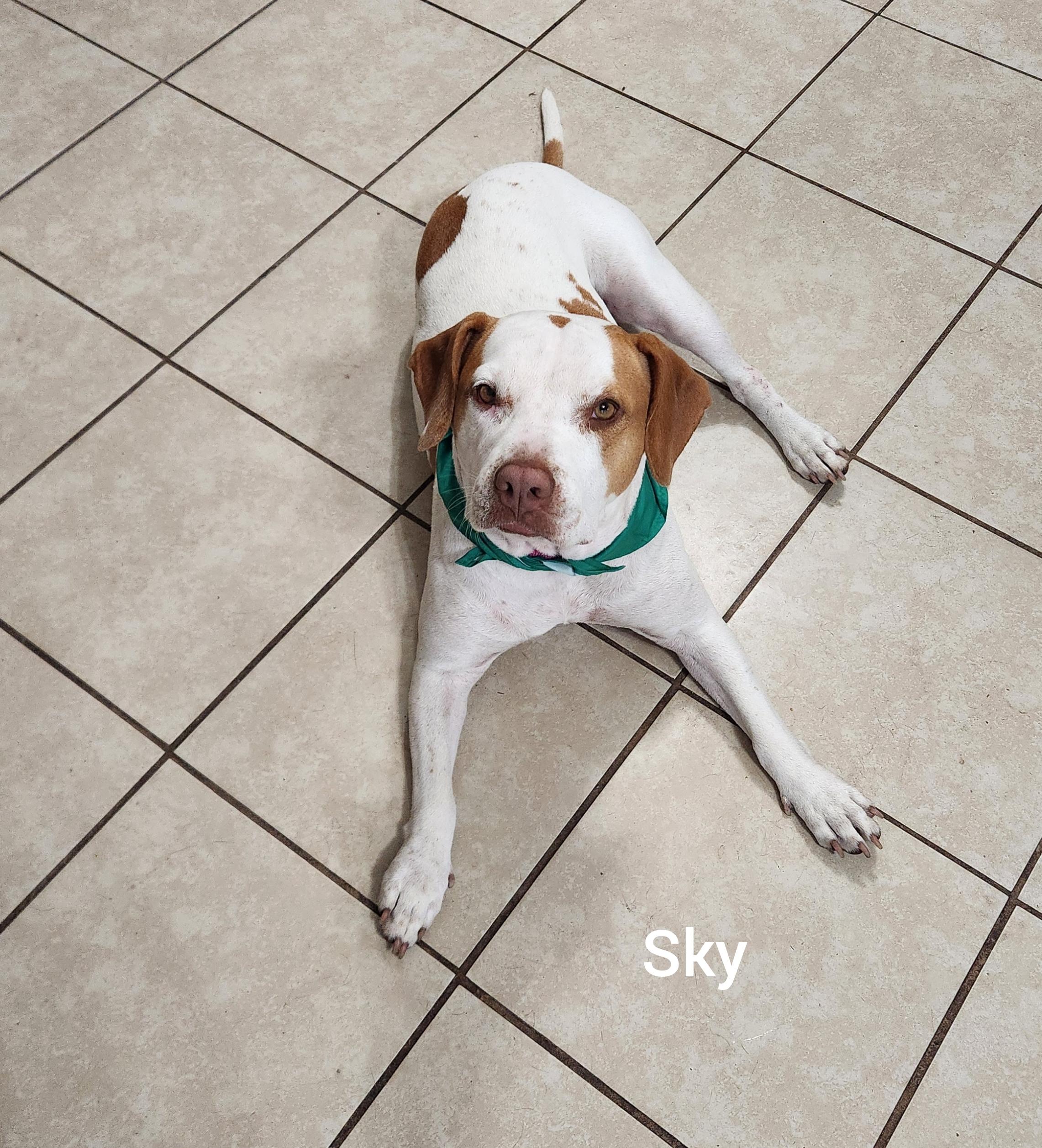 Sky ( Orlando Fl), a ADOPTABLE German Shorthaired Pointer in Orlando, FL image 4/5