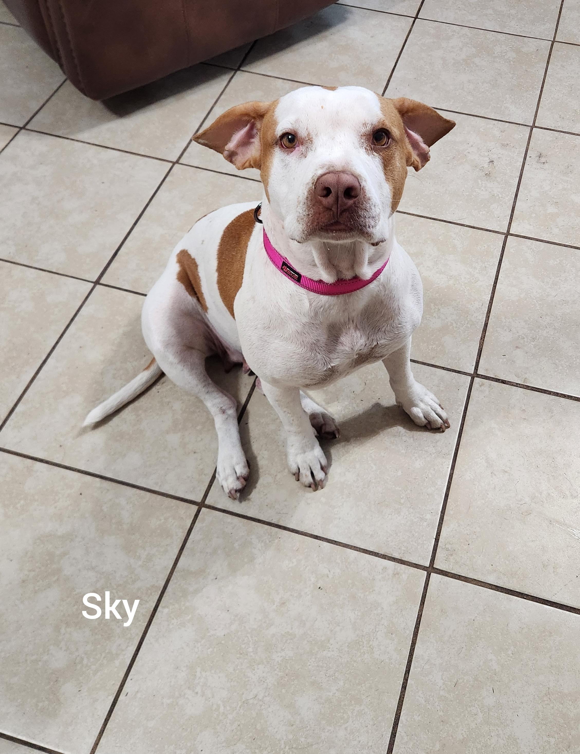 Sky ( Orlando Fl), ADOPTABLE, Adult Female German Shorthaired Pointer.