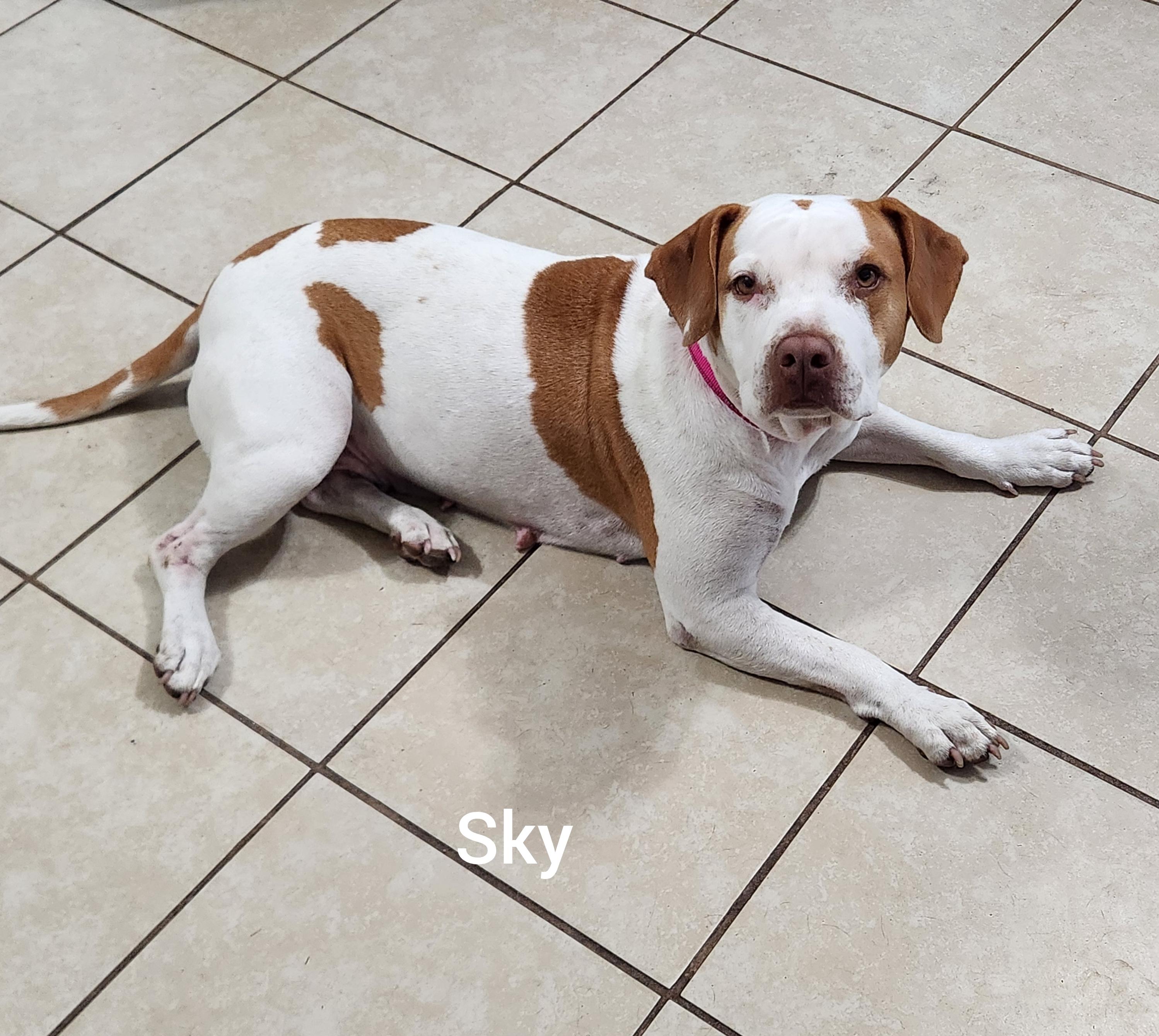 Sky ( Orlando Fl), a ADOPTABLE German Shorthaired Pointer in Orlando, FL image 5/5