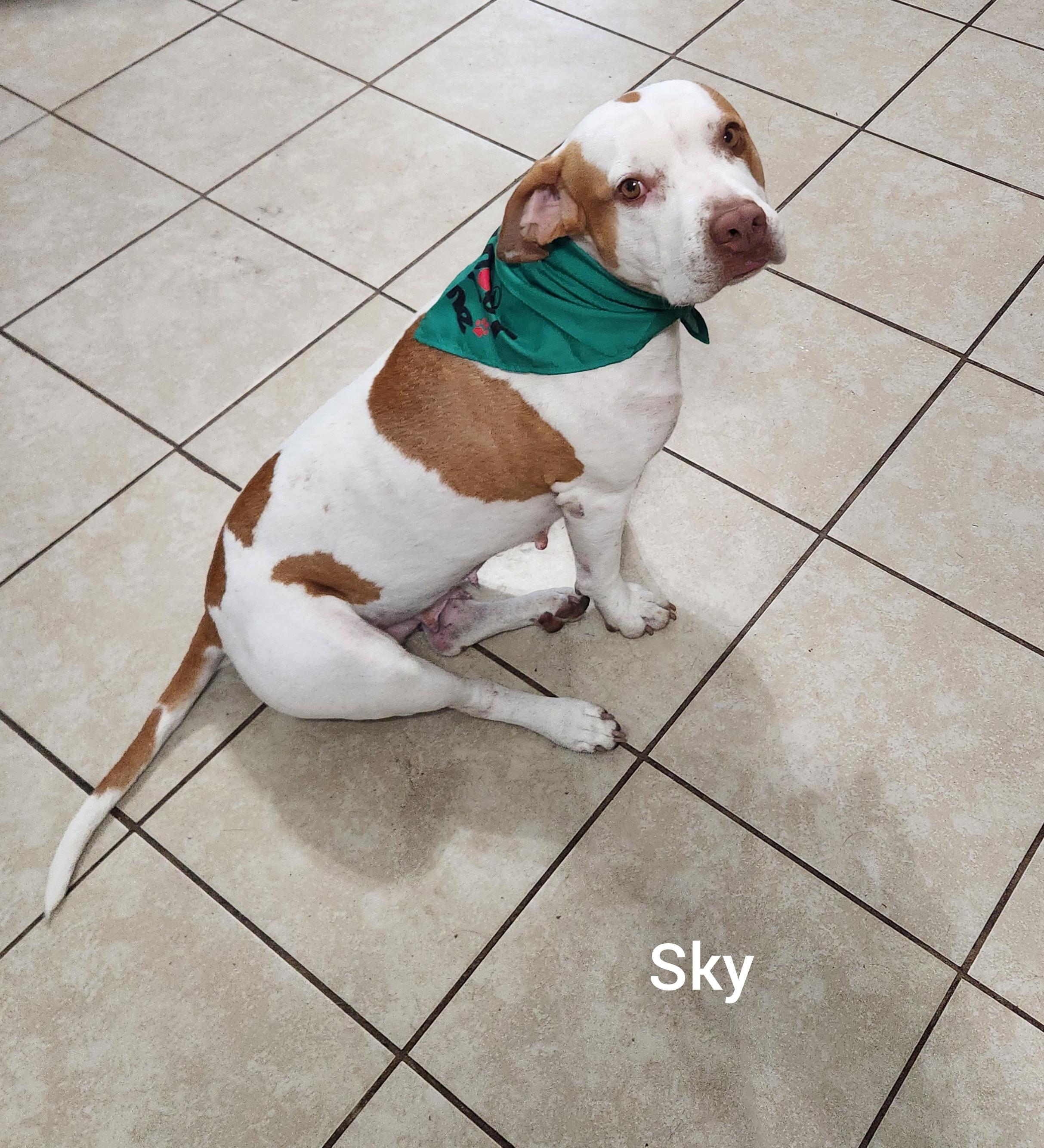 Sky ( Orlando Fl), a ADOPTABLE German Shorthaired Pointer in Orlando, FL image 3/5