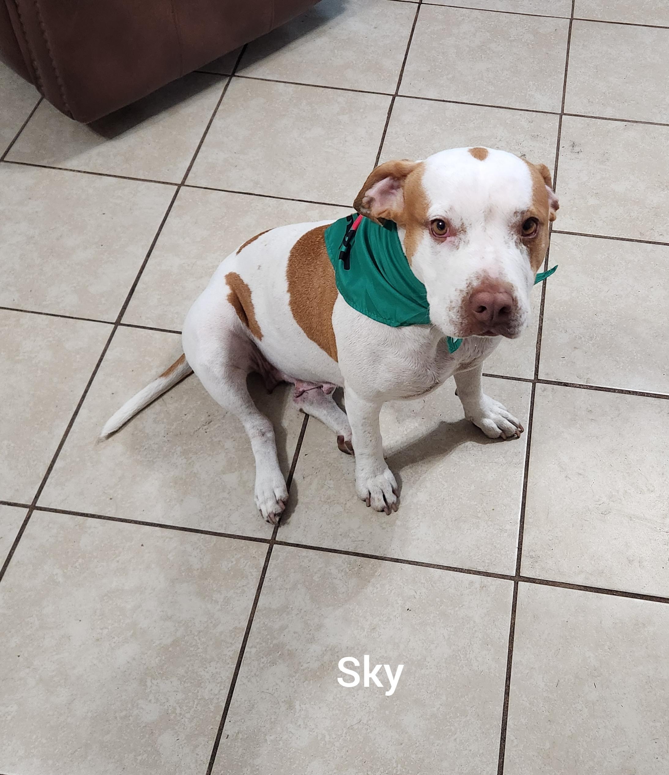 Sky ( Orlando Fl), a ADOPTABLE German Shorthaired Pointer in Orlando, FL image 2/5