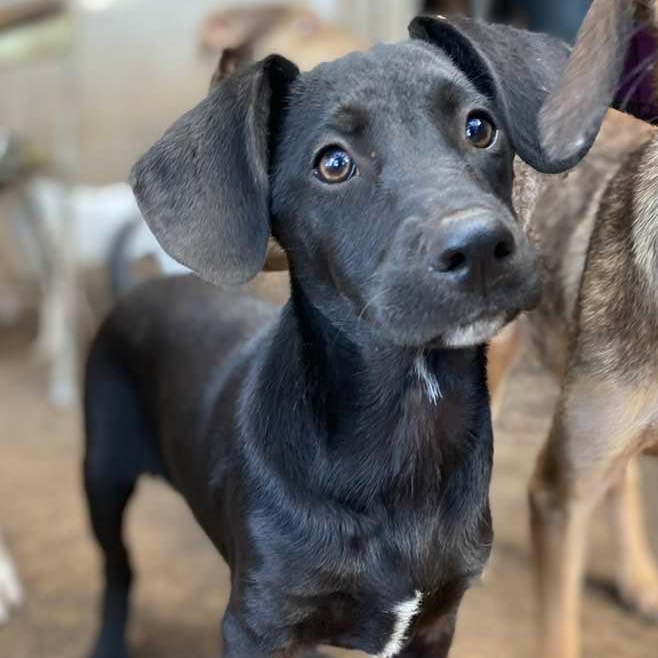 8 ball PC, an adoptable Catahoula Leopard Dog, Labrador Retriever in Goliad, TX, 77963 | Photo Image 3