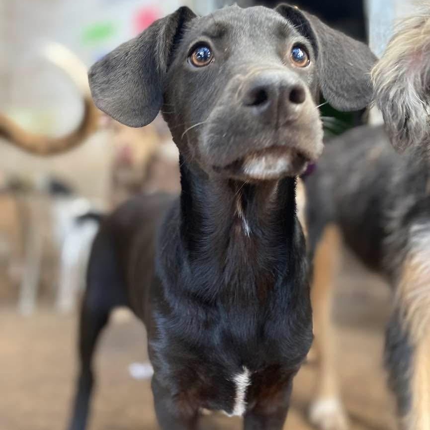 8 ball PC, an adoptable Catahoula Leopard Dog, Labrador Retriever in Goliad, TX, 77963 | Photo Image 2