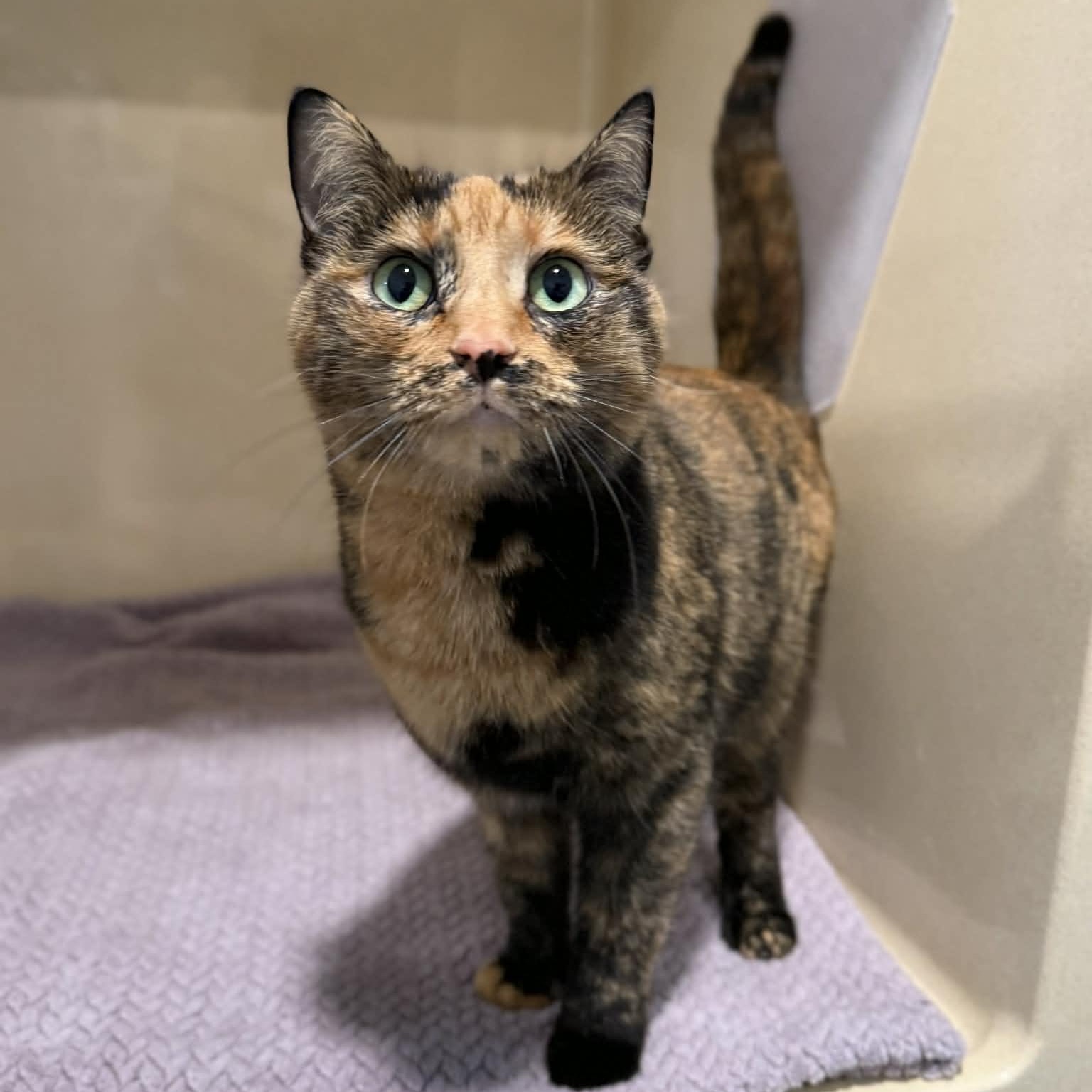 Snicker, adopted, Adult Female Domestic Short Hair & Tortoiseshell.