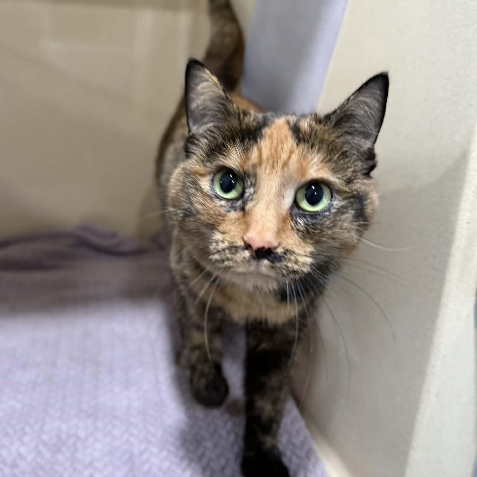 Snicker, an adopted mixed breed in Penn Yan, NY image 5/6