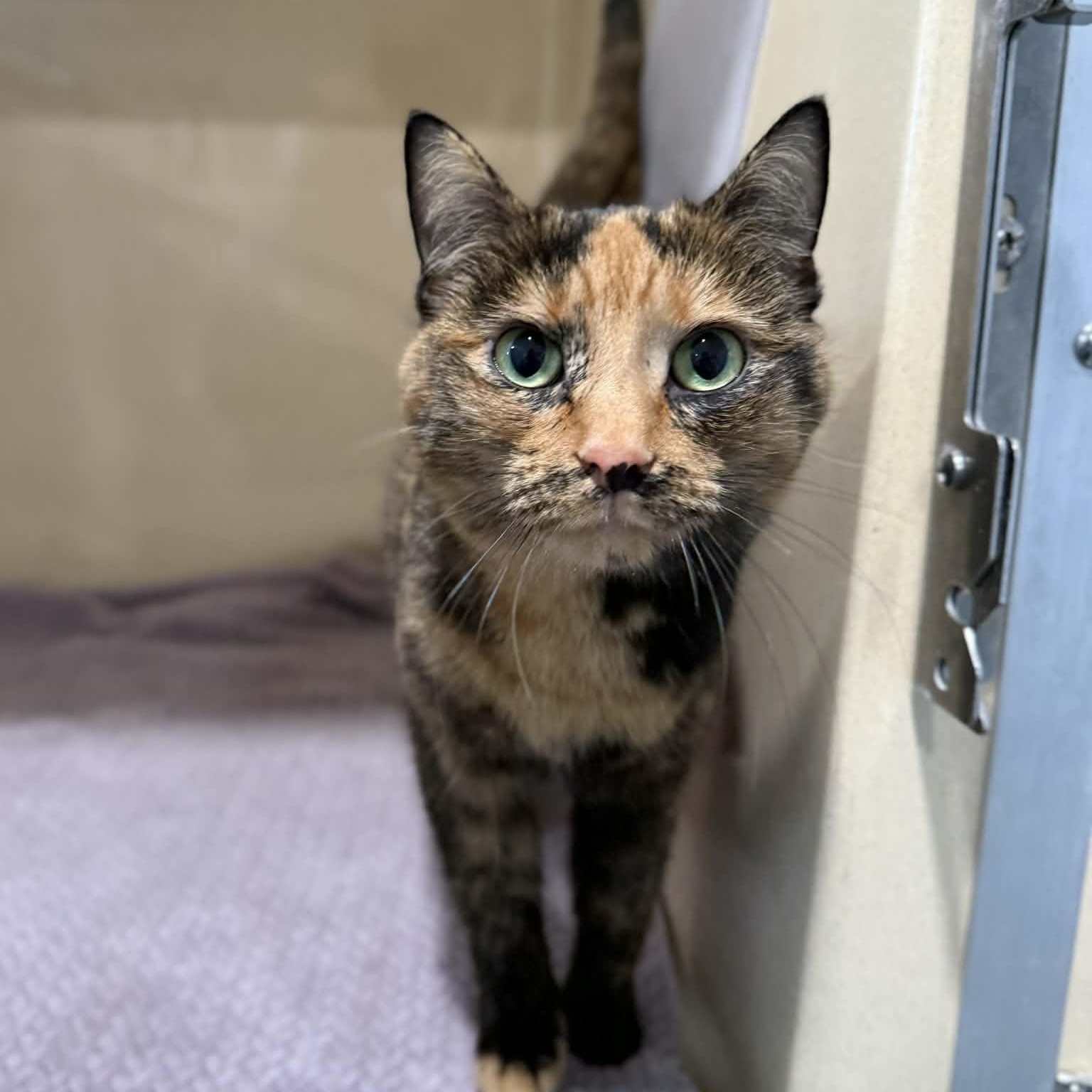 Snicker, an adopted mixed breed in Penn Yan, NY image 6/6