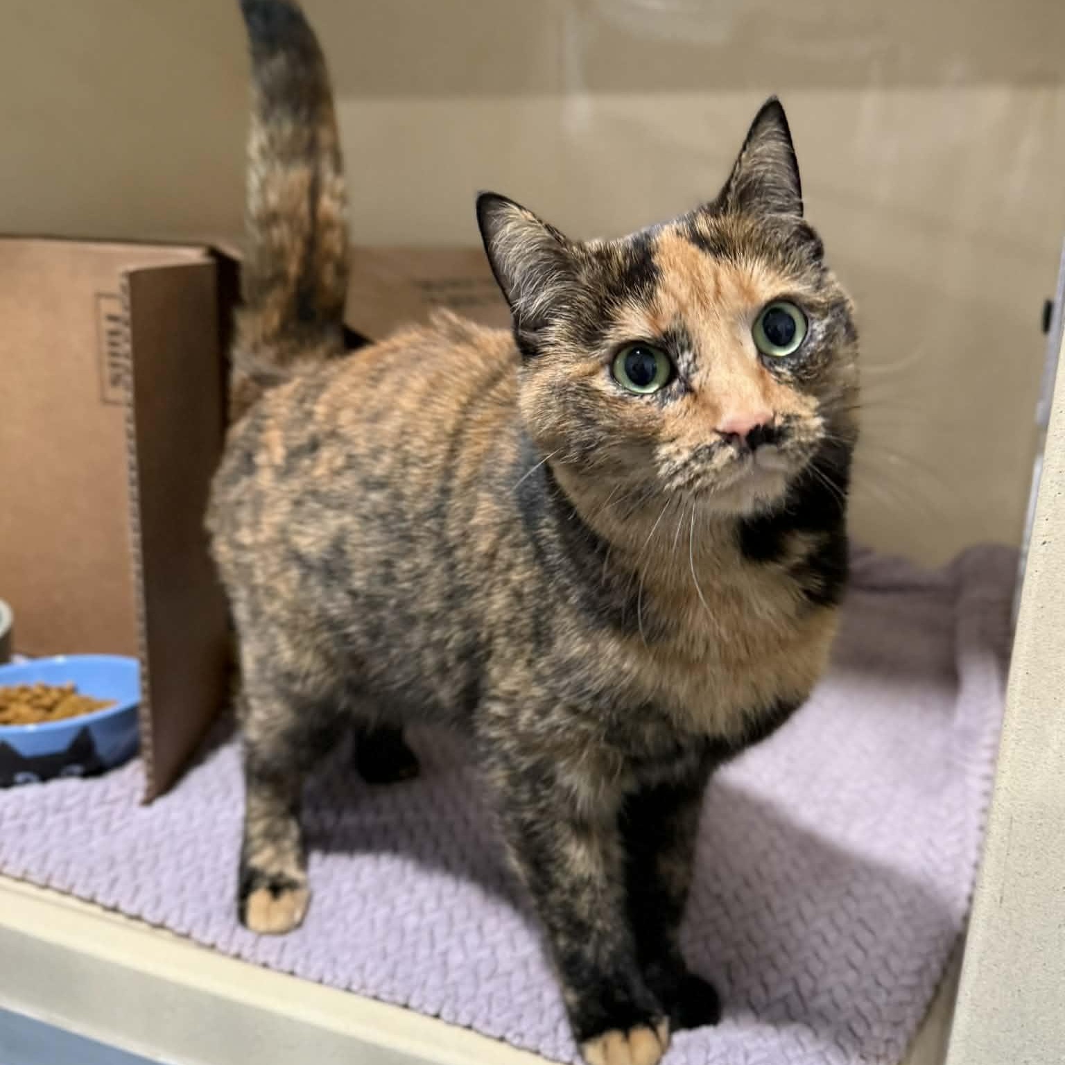 Snicker, an adopted mixed breed in Penn Yan, NY image 2/6