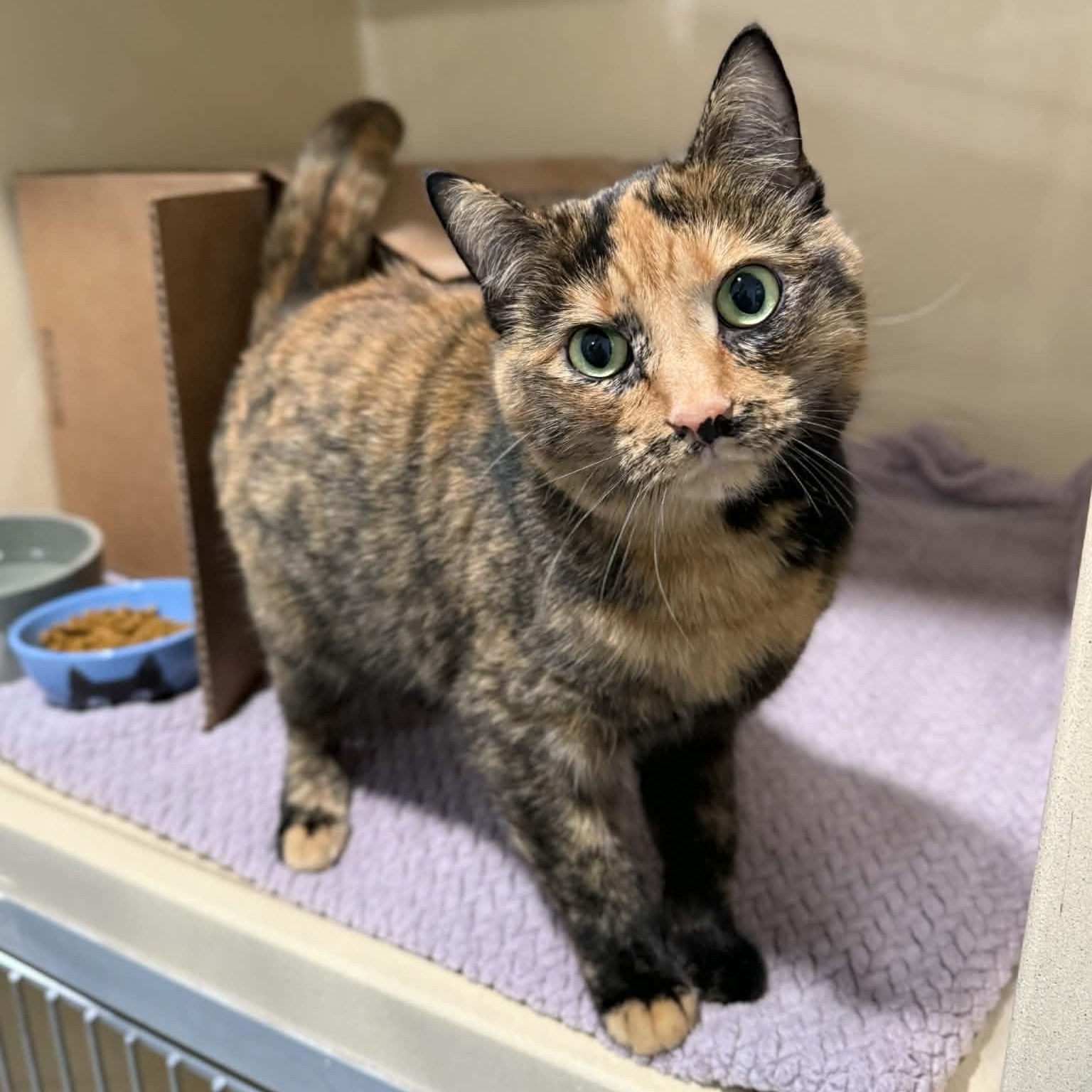 Snicker, an adopted mixed breed in Penn Yan, NY image 3/6