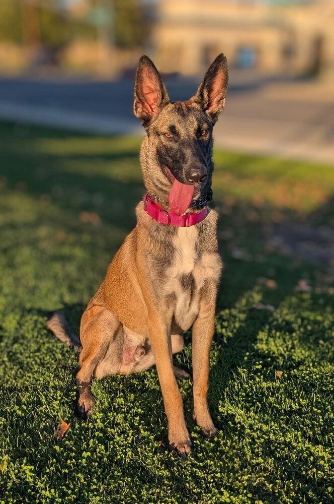 Trooper, a Adoptable mixed breed in Pleasant Hill, CA image 1/6