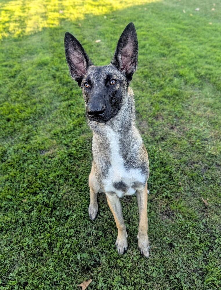 Trooper, a Adoptable mixed breed in Pleasant Hill, CA image 2/6