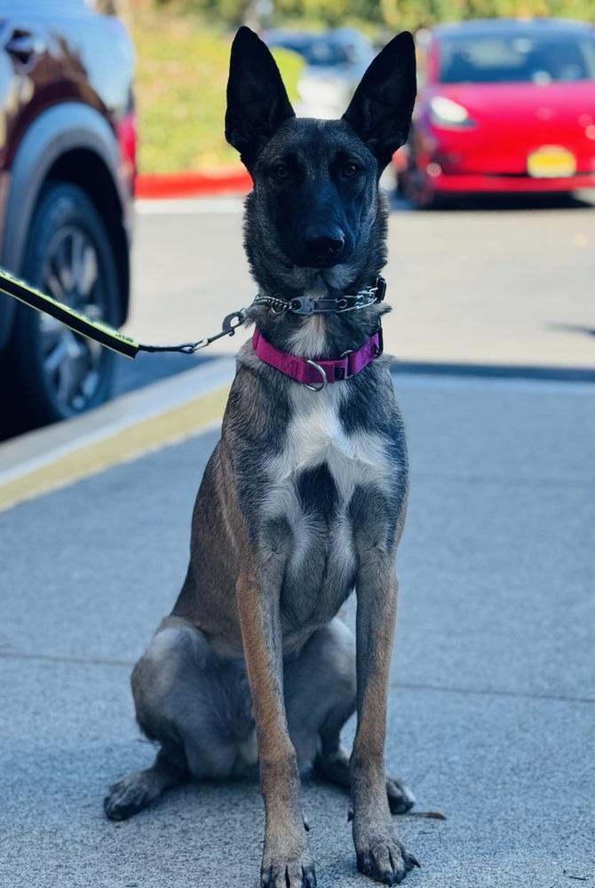 Trooper, a Adoptable mixed breed in Pleasant Hill, CA image 3/6