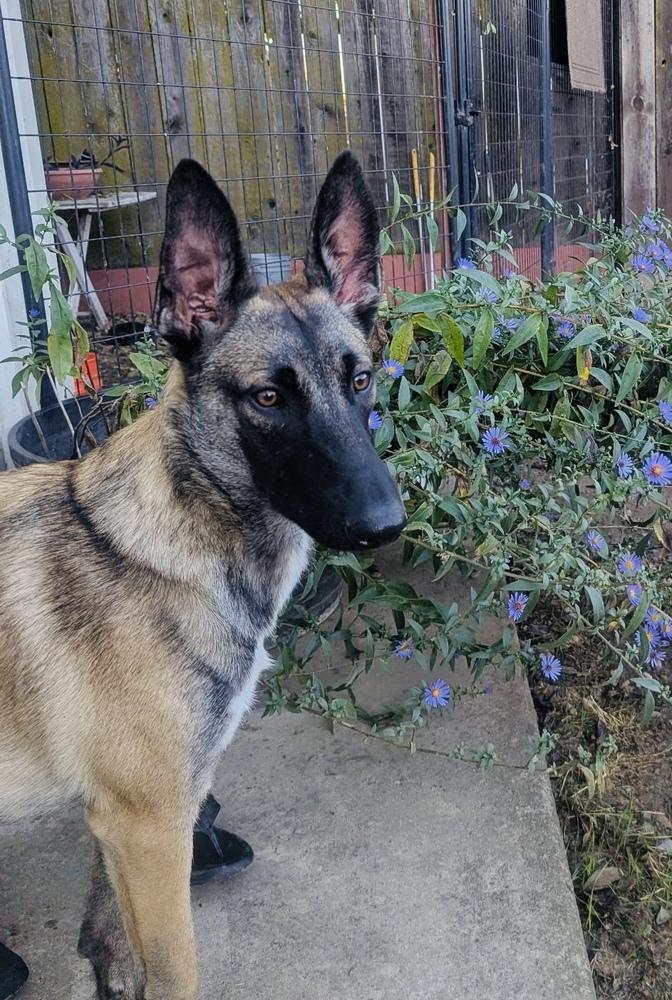 Trooper, a Adoptable mixed breed in Pleasant Hill, CA image 4/6