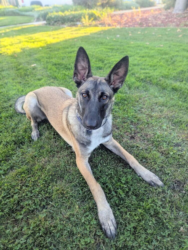 Trooper, a Adoptable mixed breed in Pleasant Hill, CA image 5/6