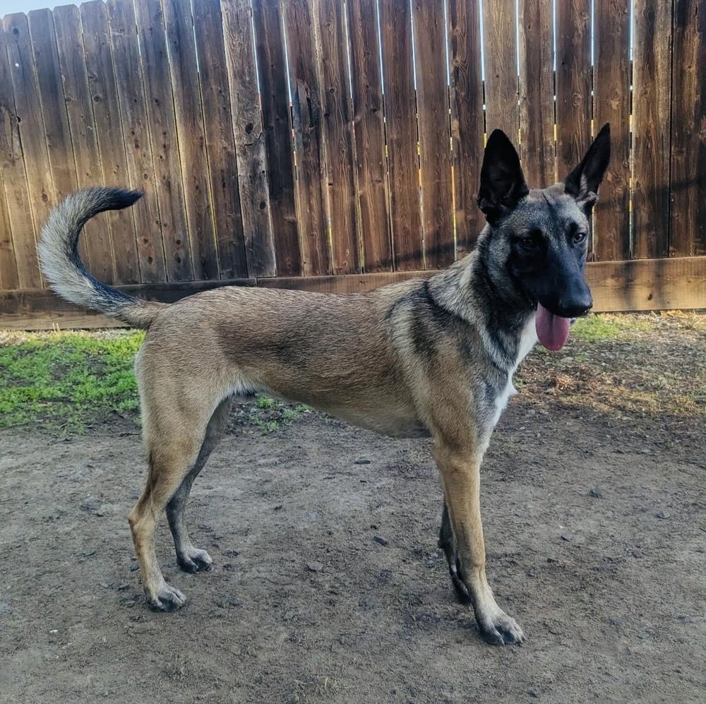Trooper, a Adoptable mixed breed in Pleasant Hill, CA image 6/6