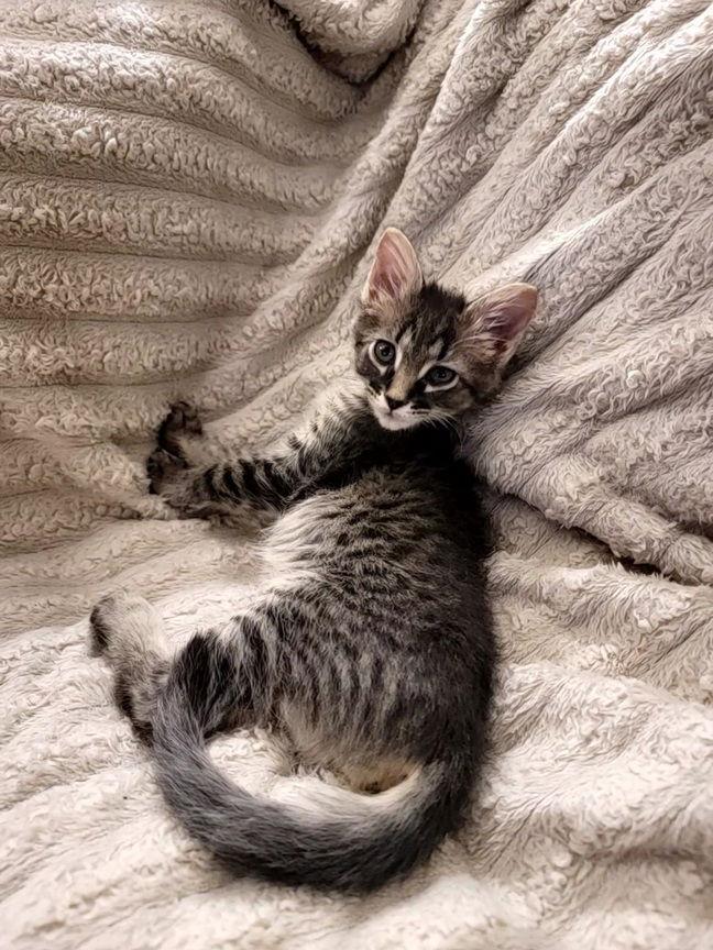 Ezra25, Adopted, Kitten Male Maine Coon & Domestic Medium Hair.